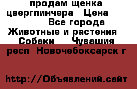 продам щенка цвергпинчера › Цена ­ 15 000 - Все города Животные и растения » Собаки   . Чувашия респ.,Новочебоксарск г.